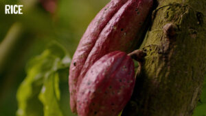 The Cacao Factory | Puratos