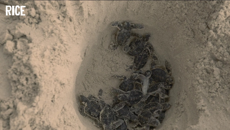 The Turtles Symphony | World Wildlife Fund