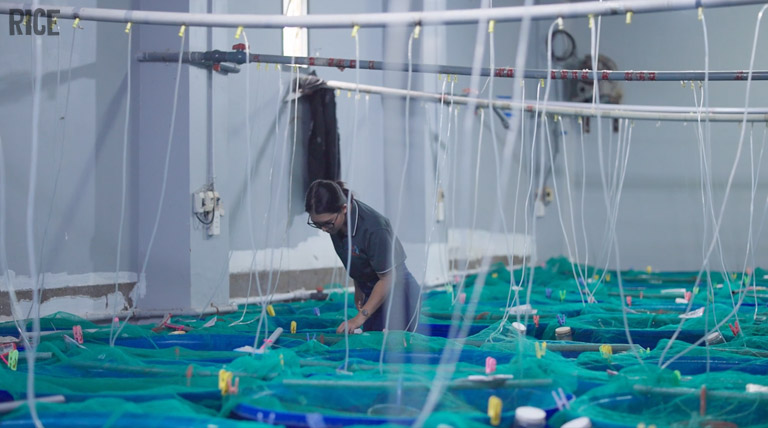 Shrimp Tech Vietnam brand video